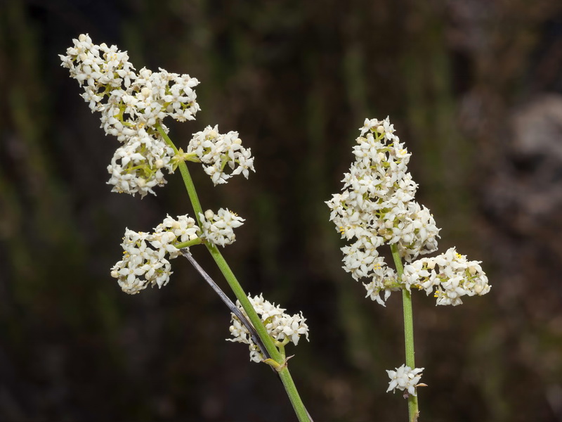 Galium ephedroides.06