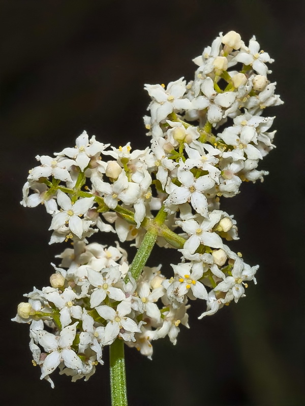 Galium ephedroides.07