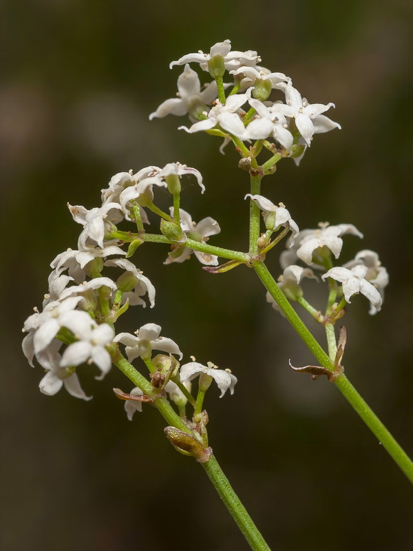 Galium ephedroides.08