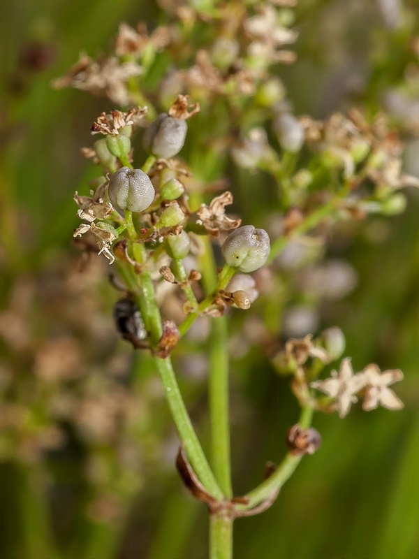 Galium ephedroides.09