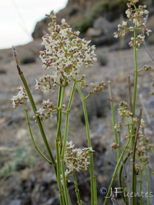 Galium ephedroides.12