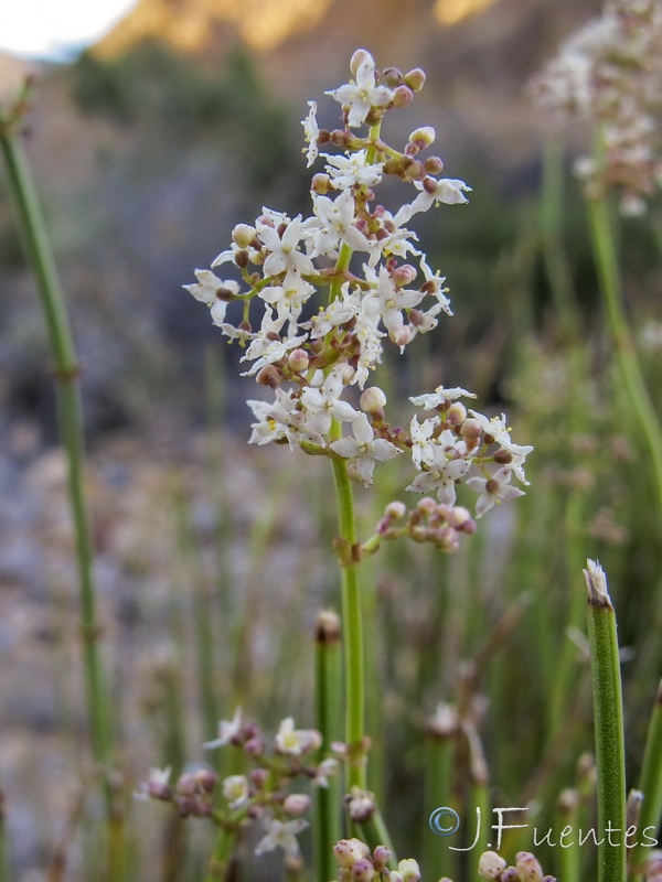 Galium ephedroides.13