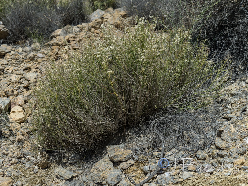 Galium ephedroides.26