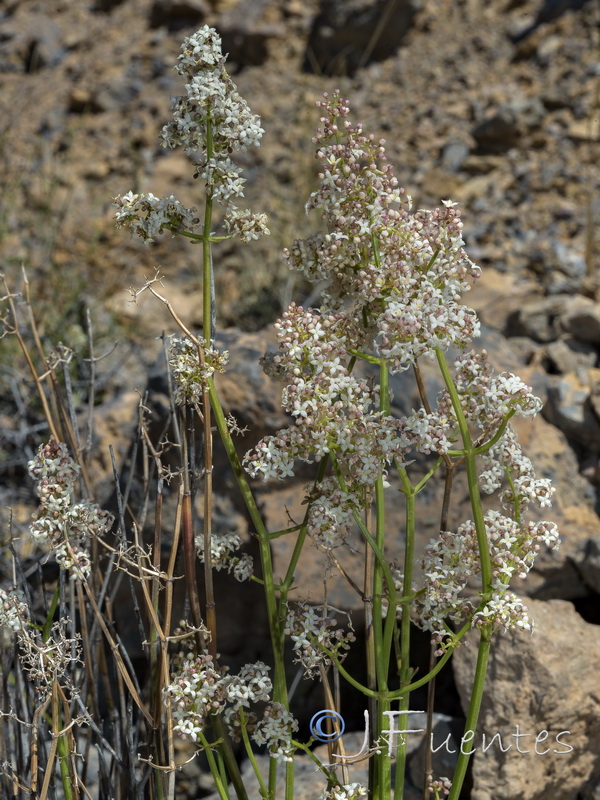 Galium ephedroides.28