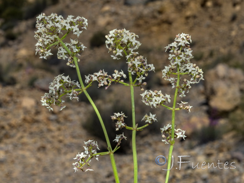 Galium ephedroides.29