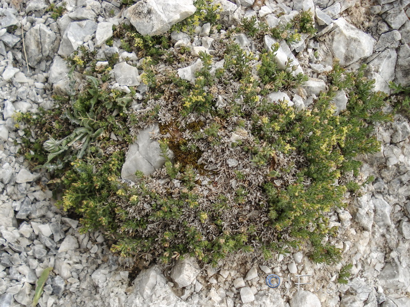 Galium erythrorrhizon.02