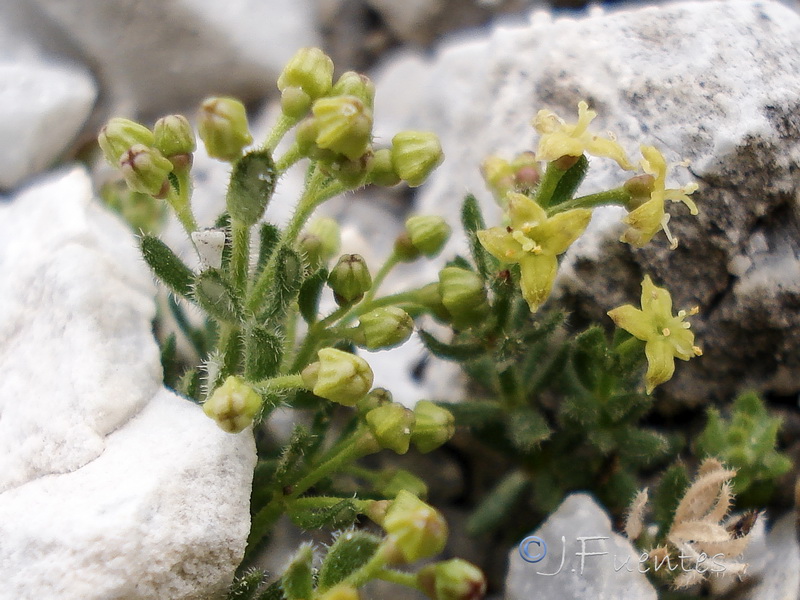 Galium erythrorrhizon.04