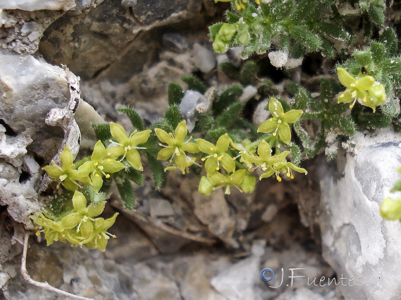 Galium erythrorrhizon.06