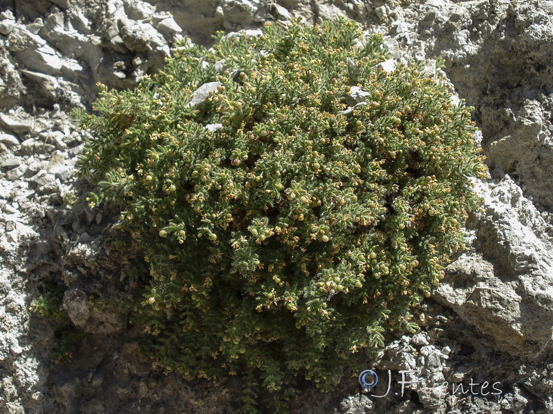 Galium erythrorrhizon.08