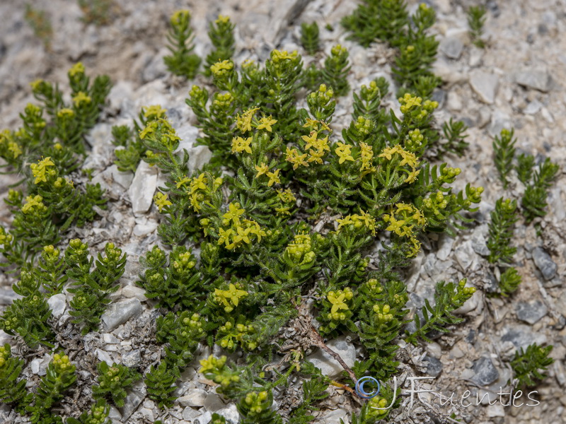 Galium erythrorrhizon.19