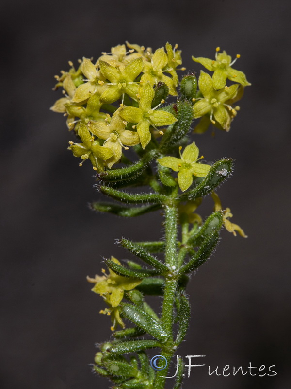 Galium erythrorrhizon.07