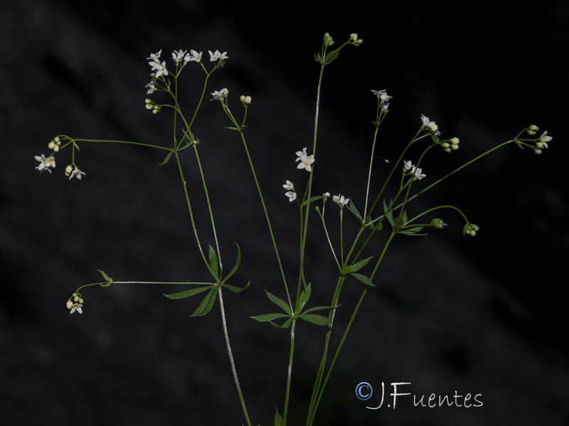 Galium estebanii.01