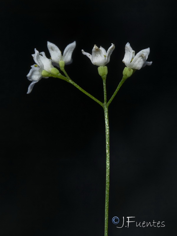 Galium estebanii.02