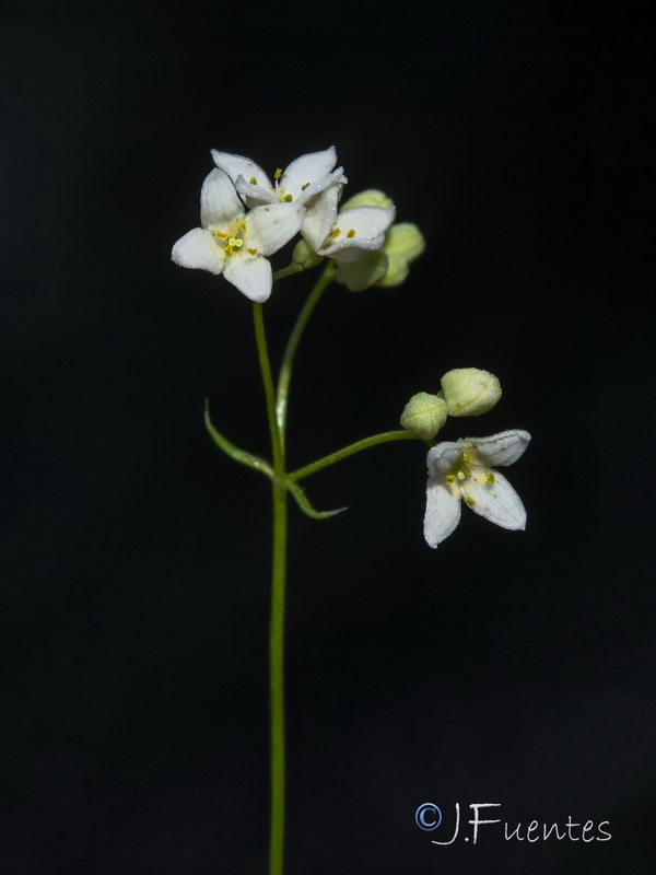 Galium estebanii.03