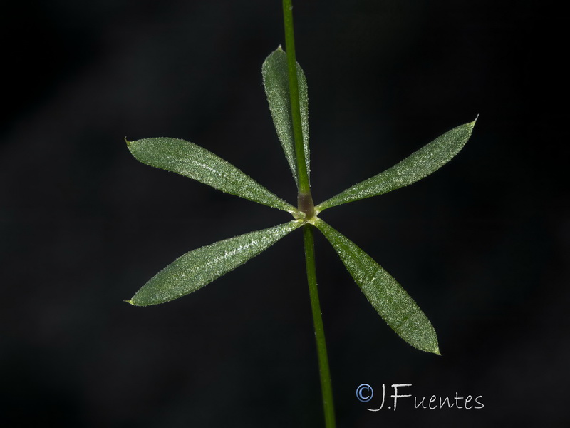 Galium estebanii.04