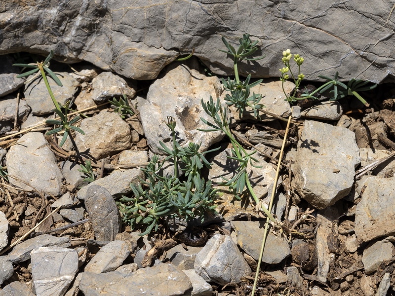 Galium glaucum murcicum.01