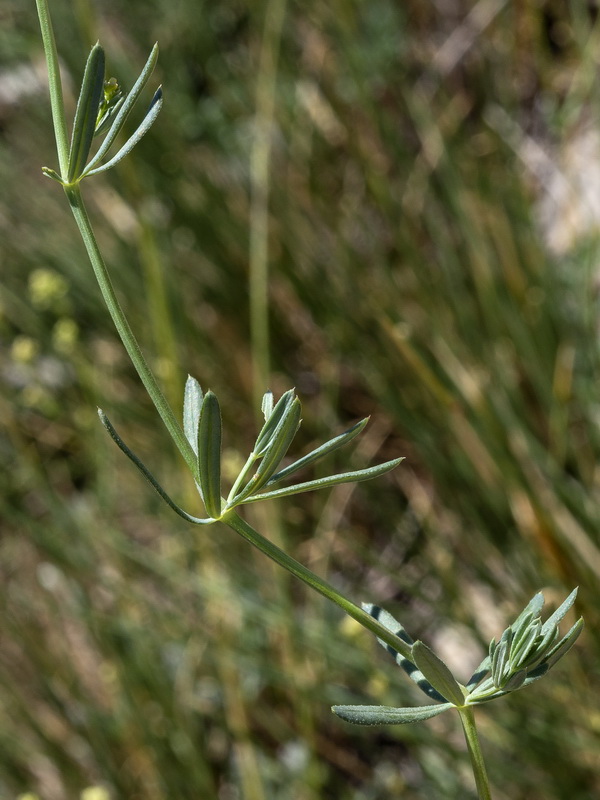 Galium glaucum murcicum.02