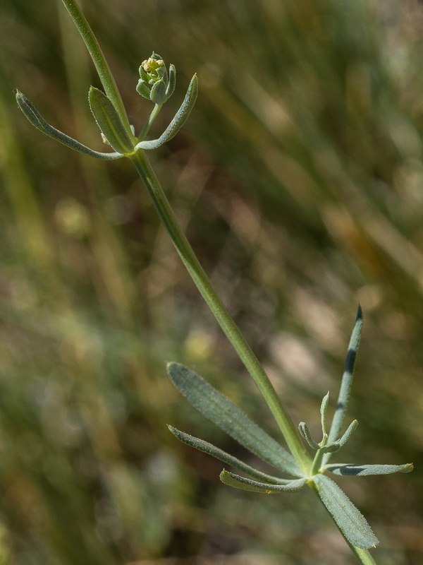 Galium glaucum murcicum.03