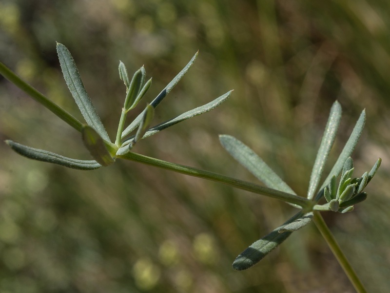 Galium glaucum murcicum.04
