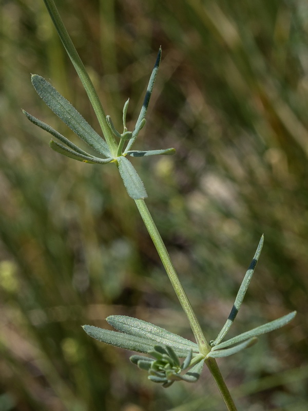 Galium glaucum murcicum.05
