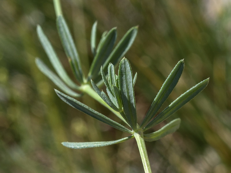 Galium glaucum murcicum.06