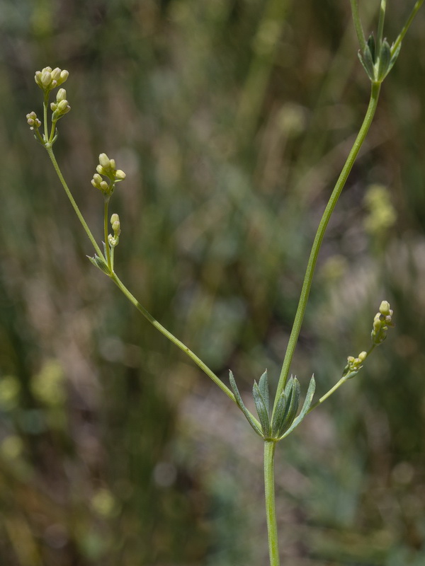 Galium glaucum murcicum.07