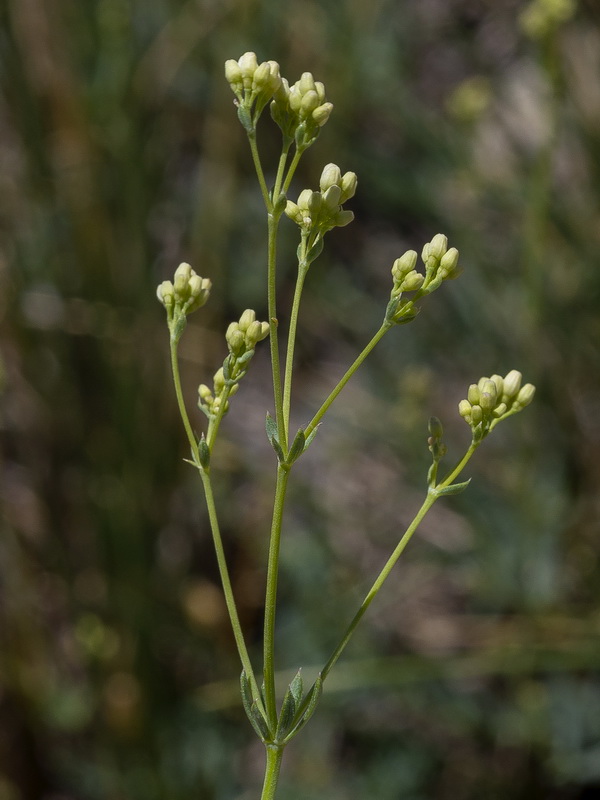 Galium glaucum murcicum.08