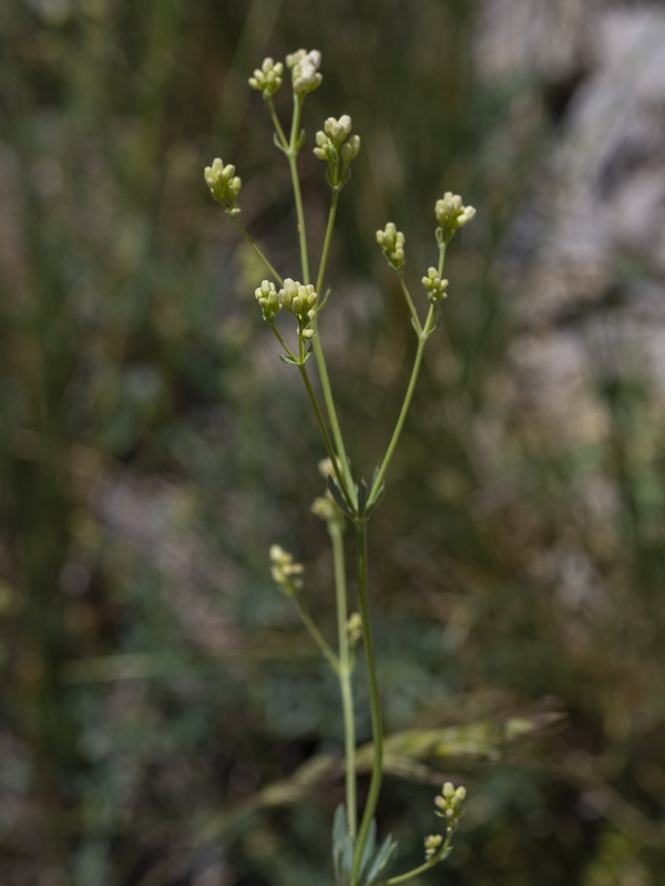 Galium glaucum murcicum.09