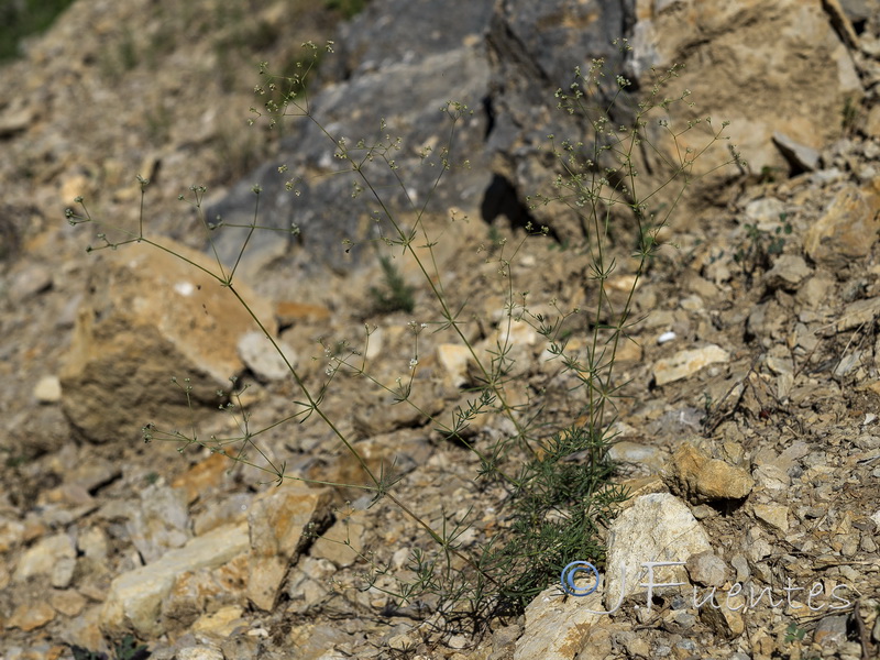 Galium glaucum murcicum.10