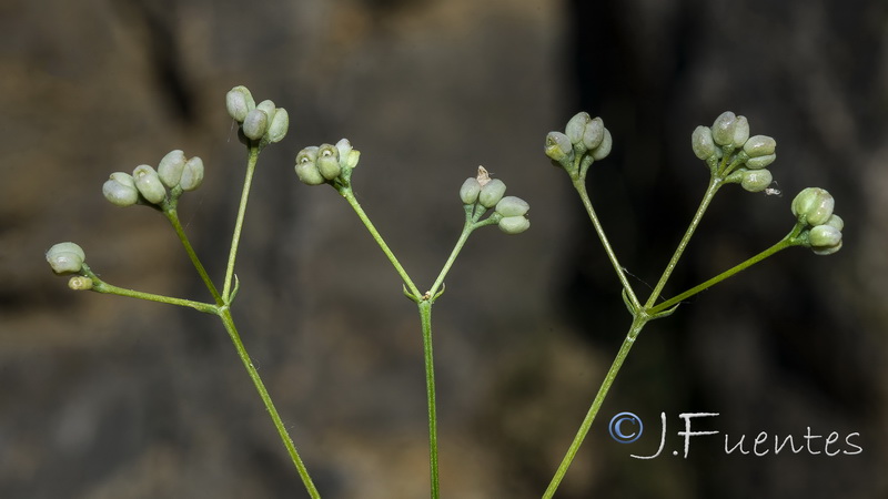 Galium glaucum murcicum.13