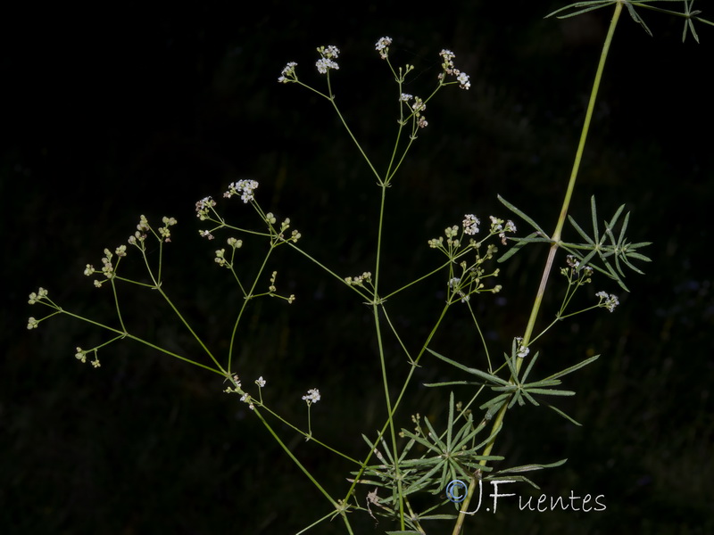 Galium glaucum murcicum.16
