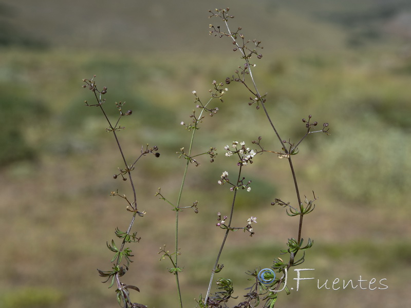 Galium lucidum lucidum.01