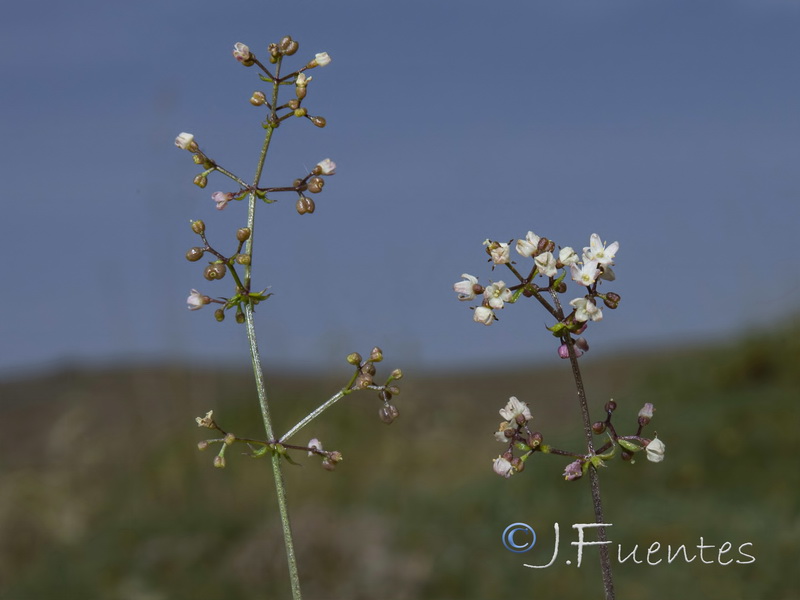 Galium lucidum lucidum.02