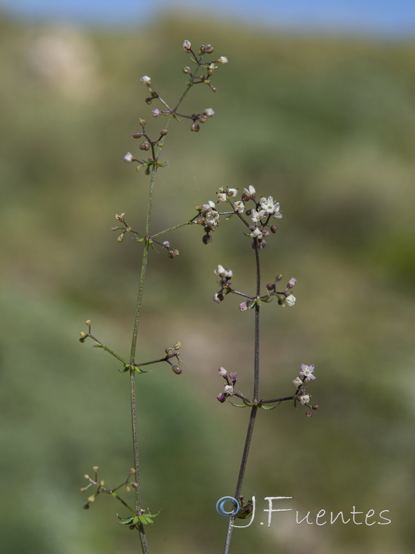 Galium lucidum lucidum.03
