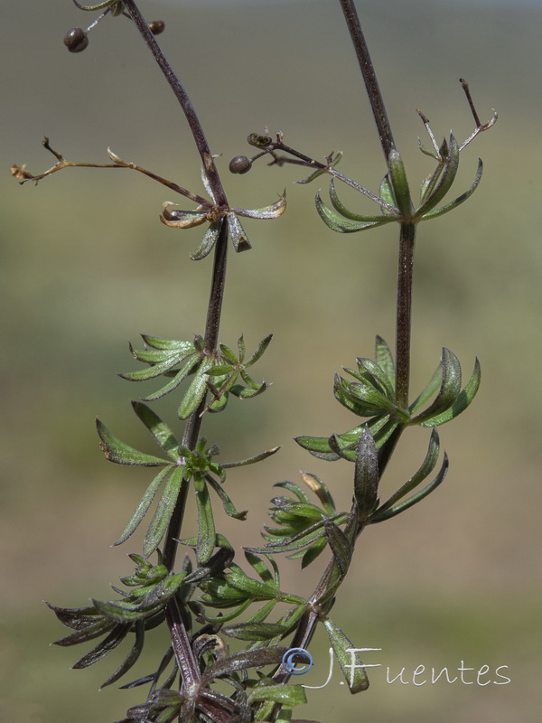 Galium lucidum lucidum.04