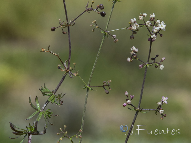 Galium lucidum lucidum.07