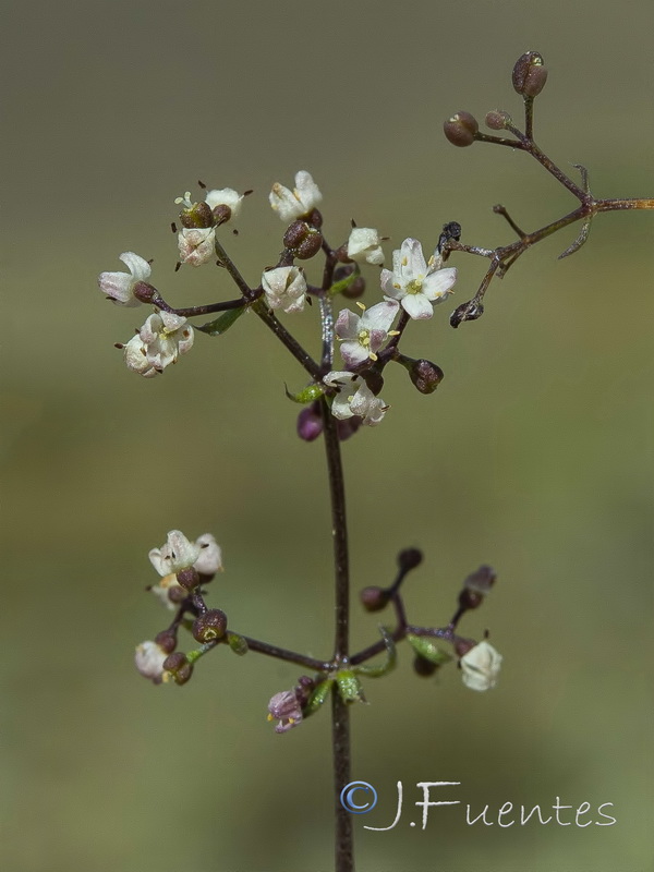 Galium lucidum lucidum.08