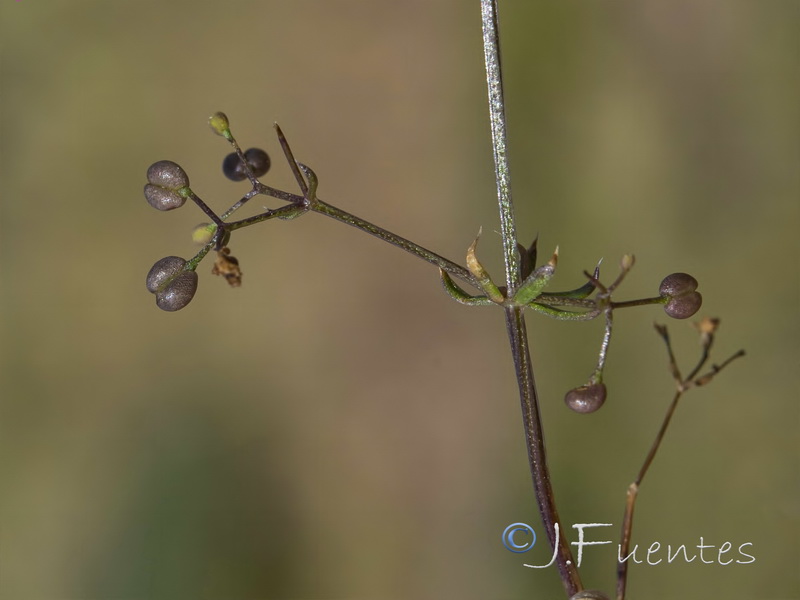 Galium lucidum lucidum.09