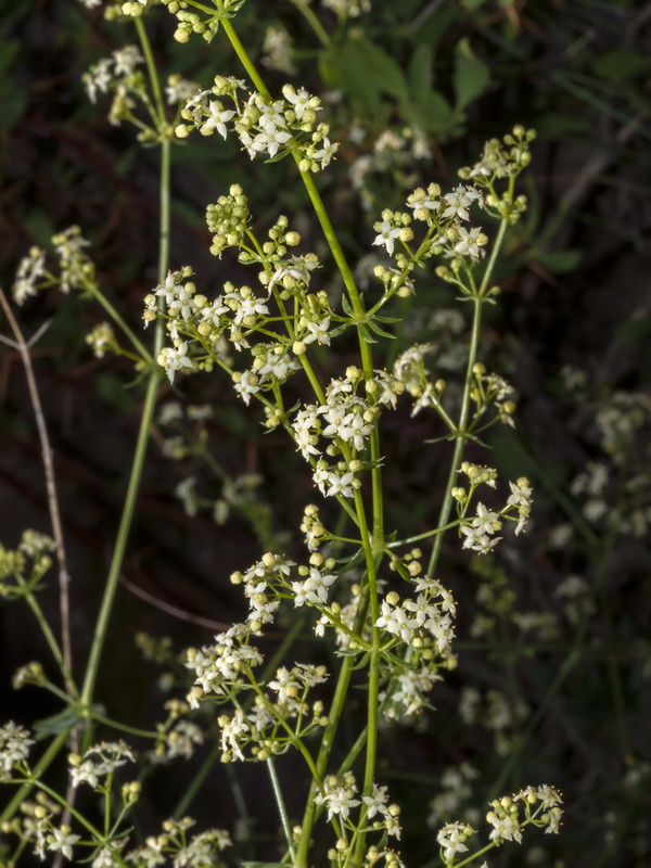 Galium mollugo erectum.02