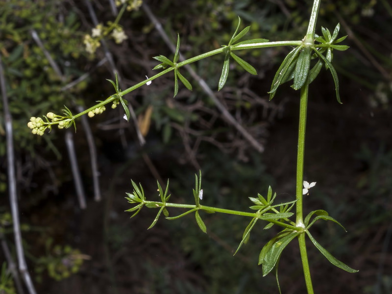 Galium mollugo erectum.03