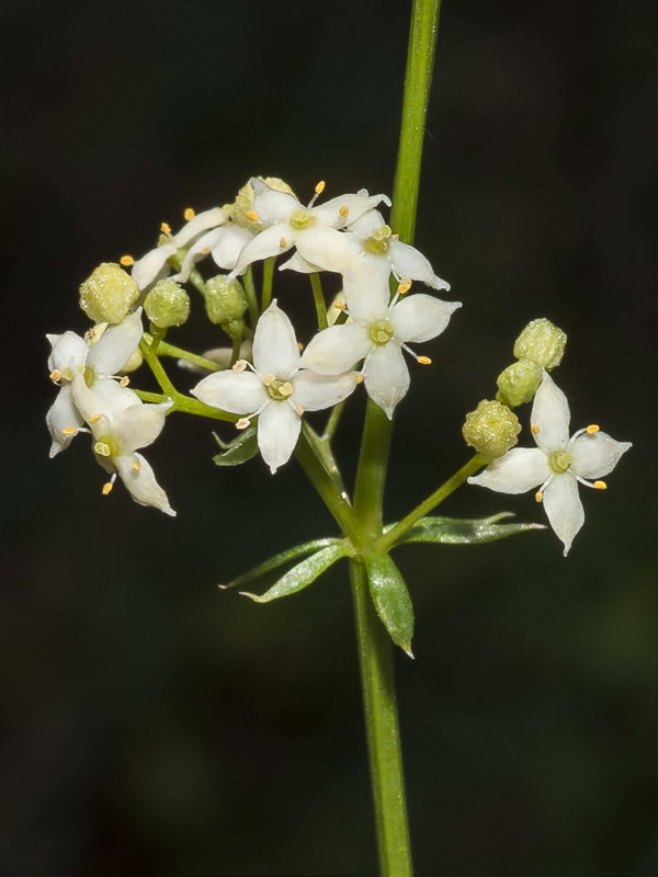 Galium mollugo erectum.05