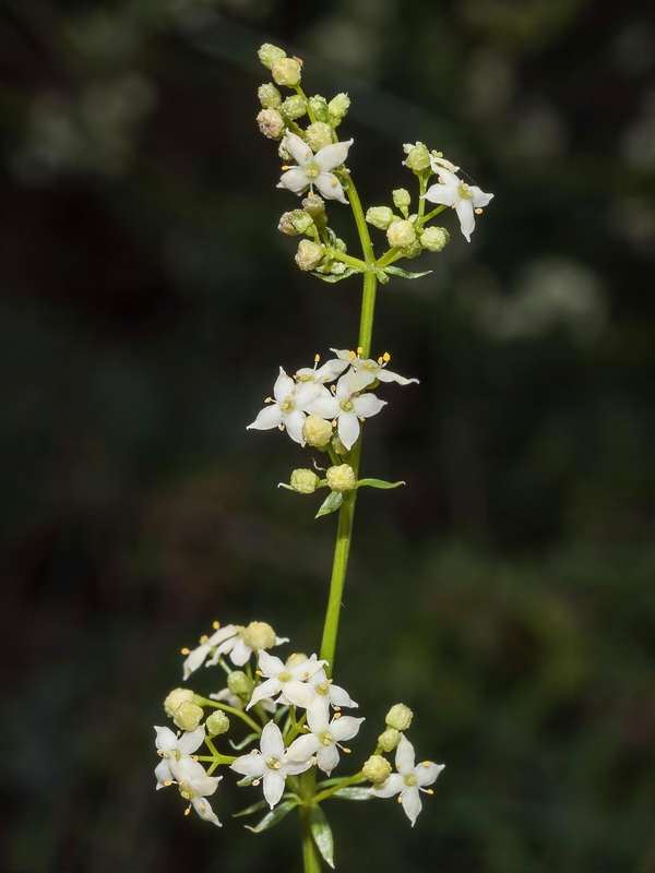 Galium mollugo erectum.07