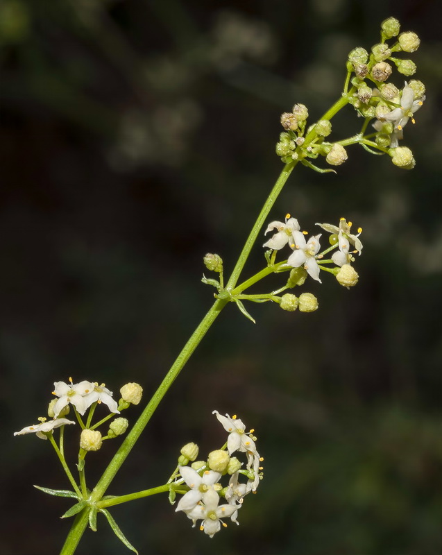 Galium mollugo erectum.08