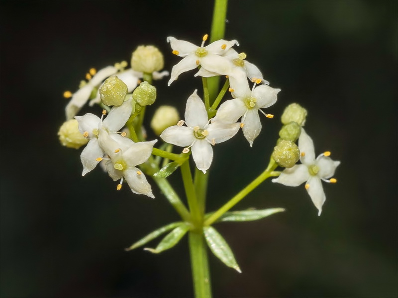 Galium mollugo erectum.09