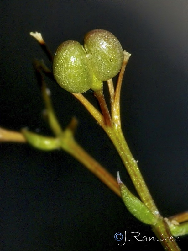 Galium mollugo erectum.10