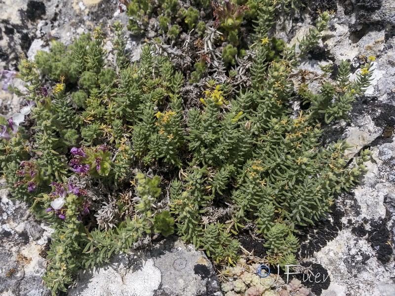 Galium moralesianum.07