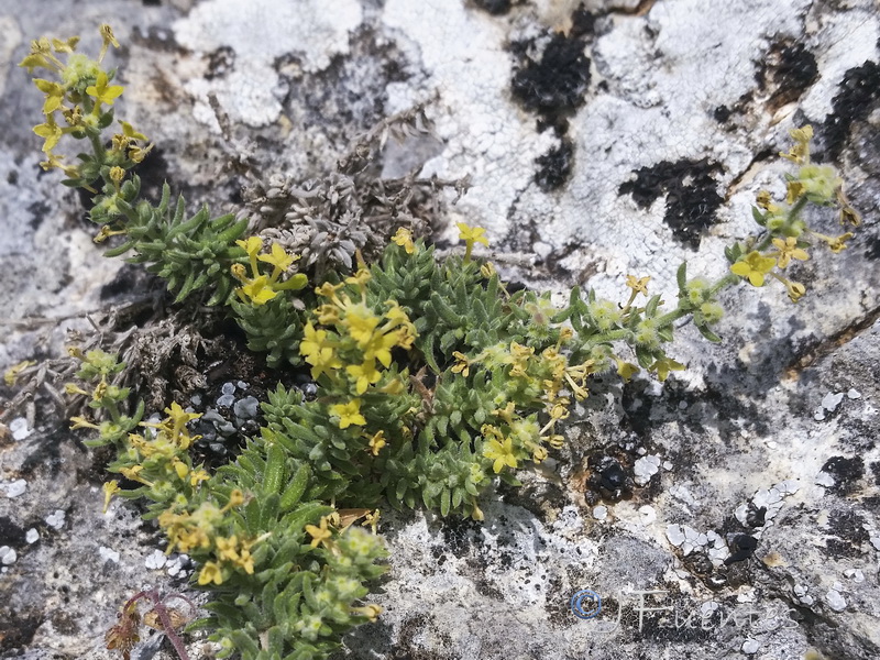 Galium moralesianum.08