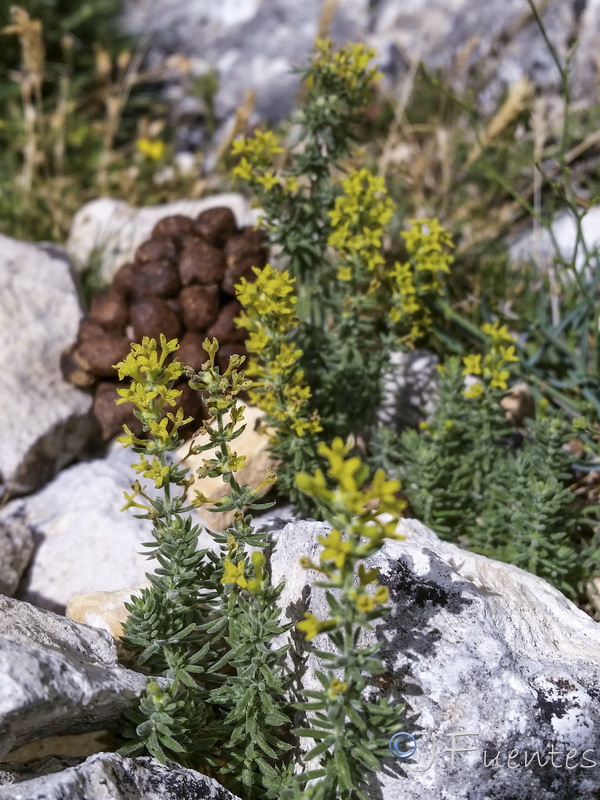 Galium moralesianum.09