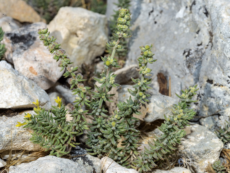 Galium moralesianum.19