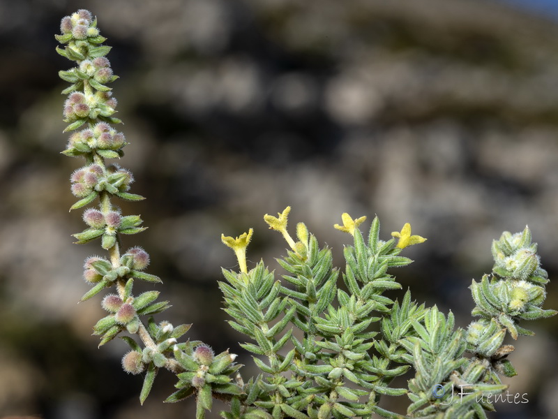 Galium moralesianum.28